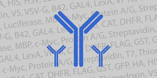 Antibody Epitope Tags