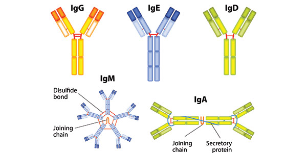 Antibodies Isotype Controls