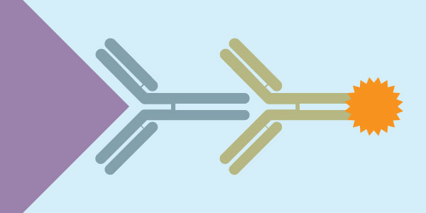 Secondary Antibodies
