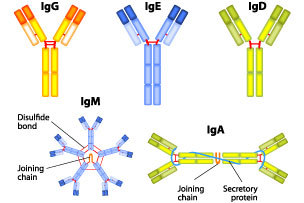 Antibody Sets