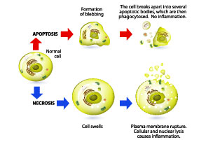 Apoptosis