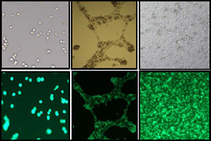 Molecular Biology Kits
