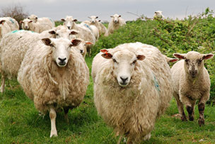 Cloning