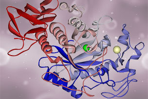 Enzymes