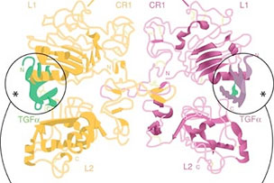 Growth Factors, Cytokines