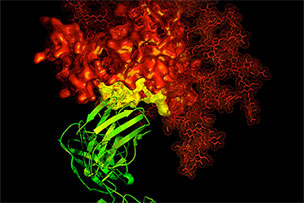 Immunoglobulins