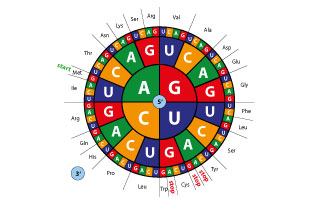Peptides
