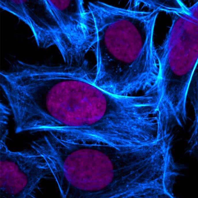 Zika Antibody Products