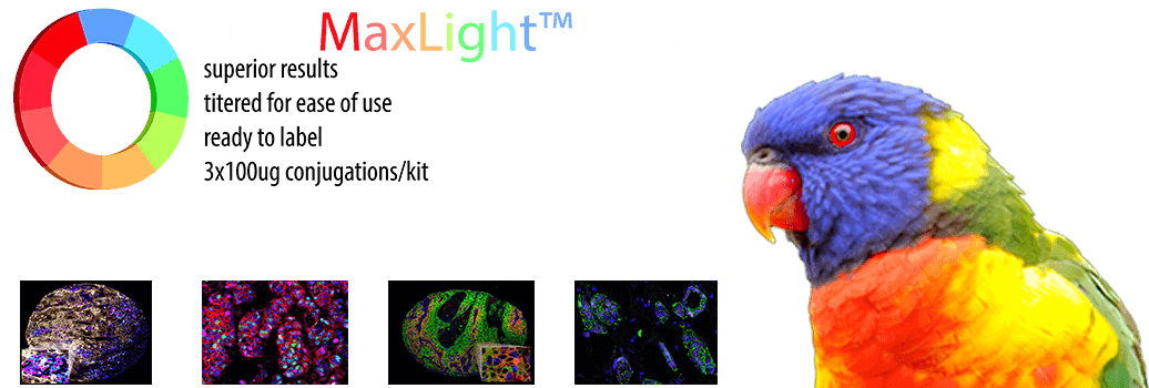 MaxLight logo and bird graphic