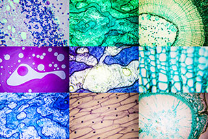 Biogenomics Tissues