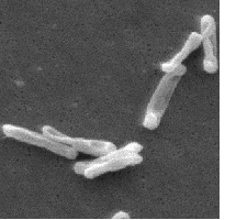 Staphylococcus Enterotoxins and Clostridium Difficile Toxins Promo