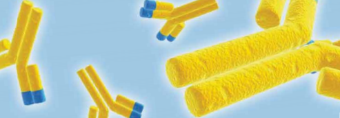 Functional Antibodies