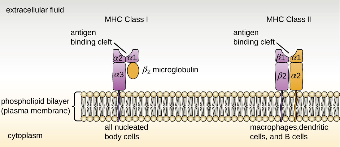 mhc class ii molecules are found on