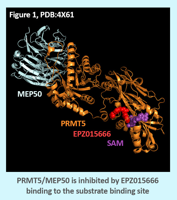 PRMT5 Image1
