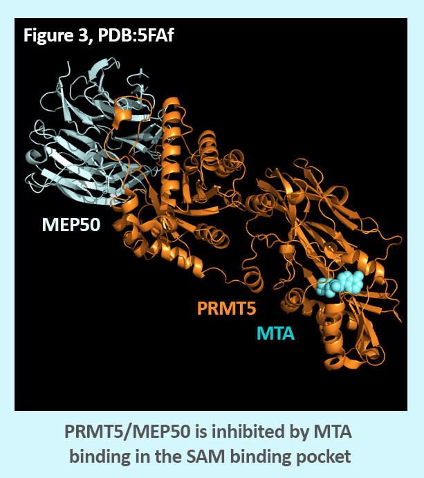 PRMT5 Image3