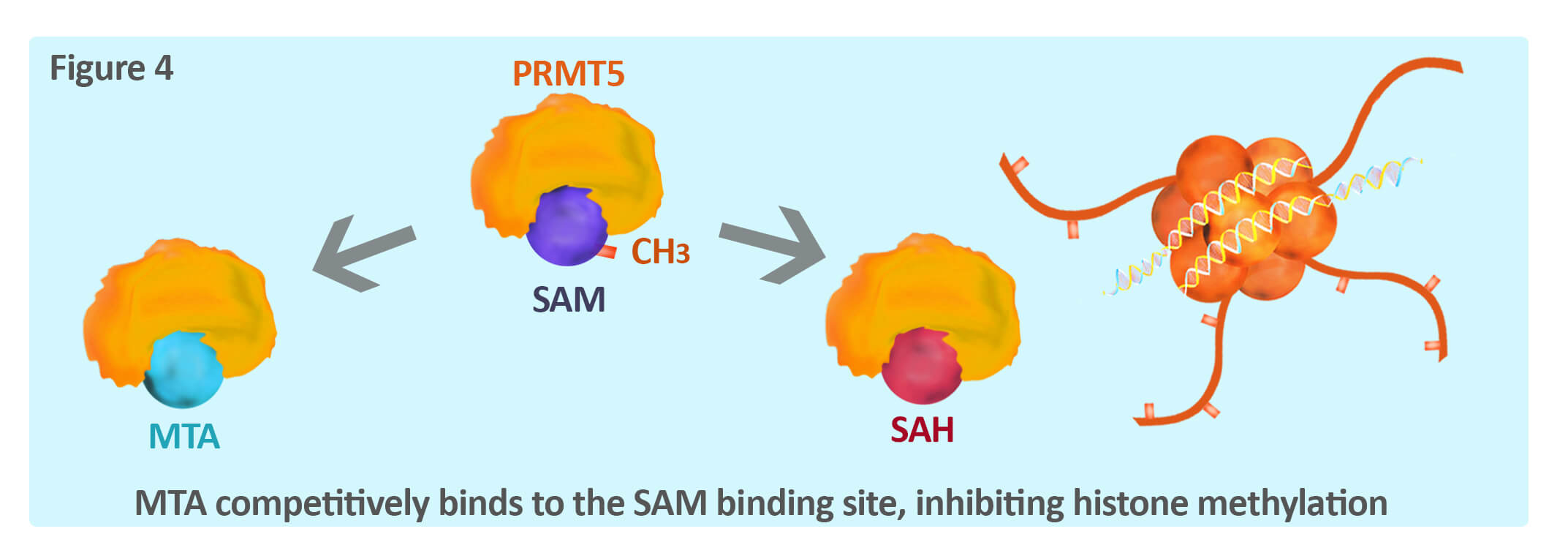 PRMT5 Image4