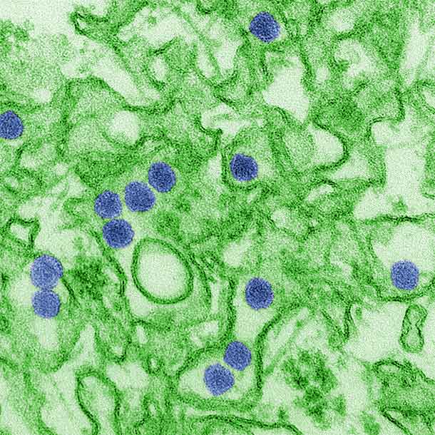 Recombinant Zika Products